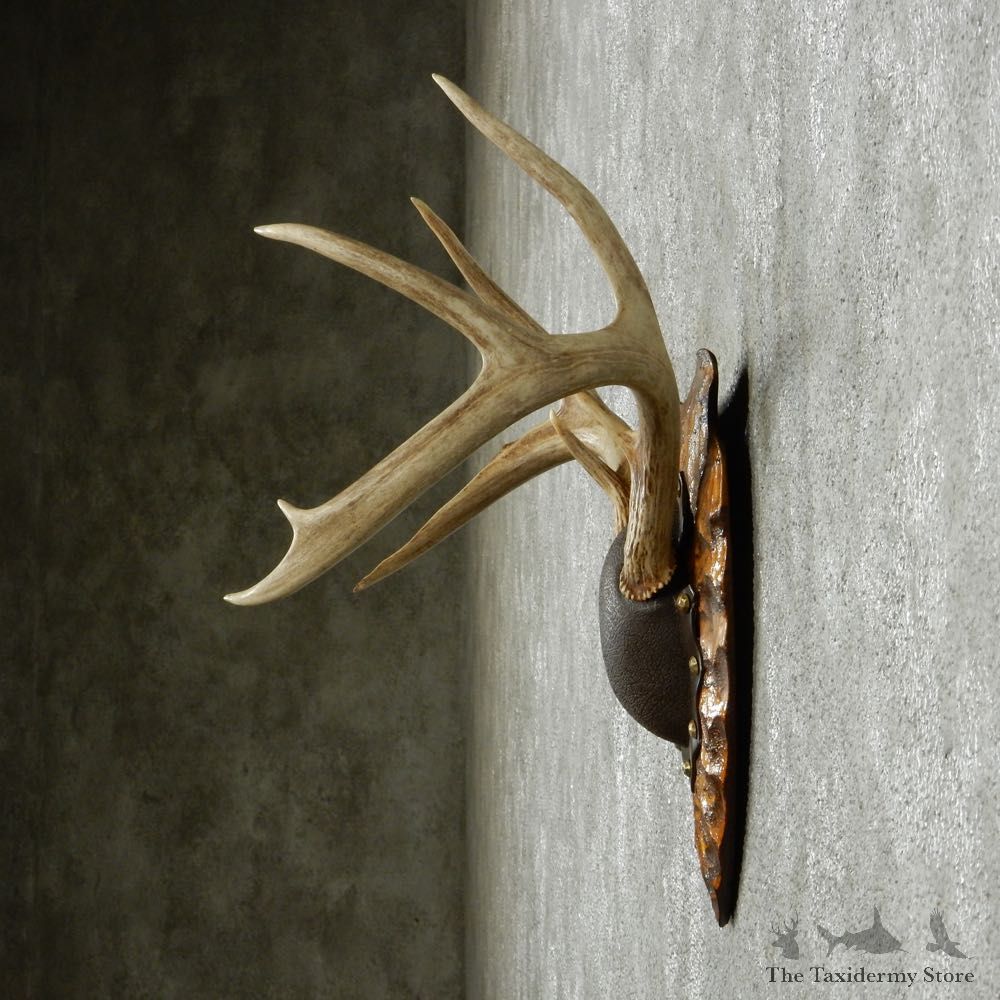Whitetail Deer Antler Plaque Mount #13773 For Sale @ The Taxidermy Store