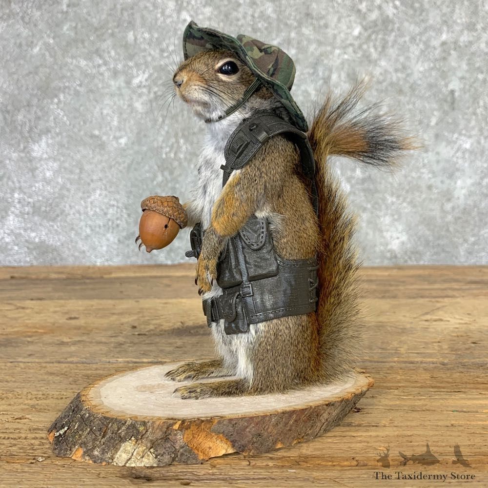 Hiking Squirrel Novelty Mount For Sale #23005 @ The Taxidermy Store