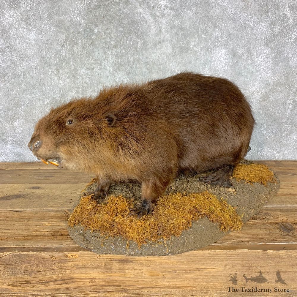 North American Beaver Mount For Sale #22874 @ The Taxidermy Store