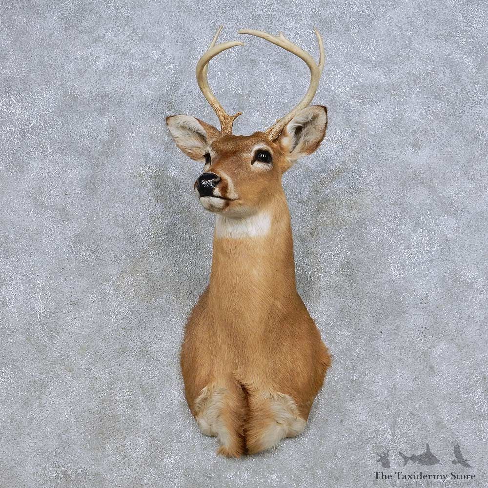 Whitetail Deer Taxidermy Shoulder Mount For Sale #14079 @ The Taxidermy Store