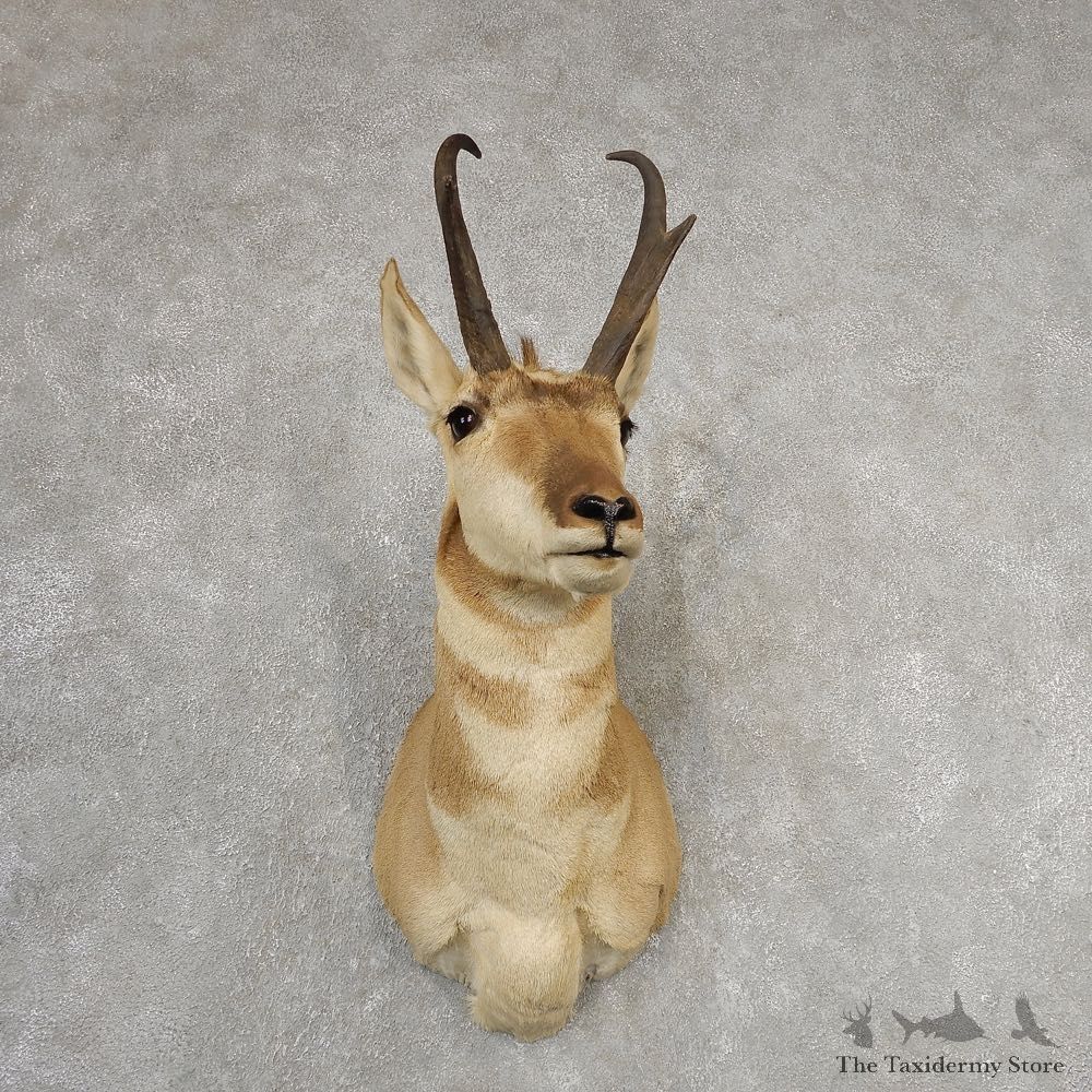 Pronghorn Antelope Shoulder Mount For Sale #21148 @ The Taxidermy Store