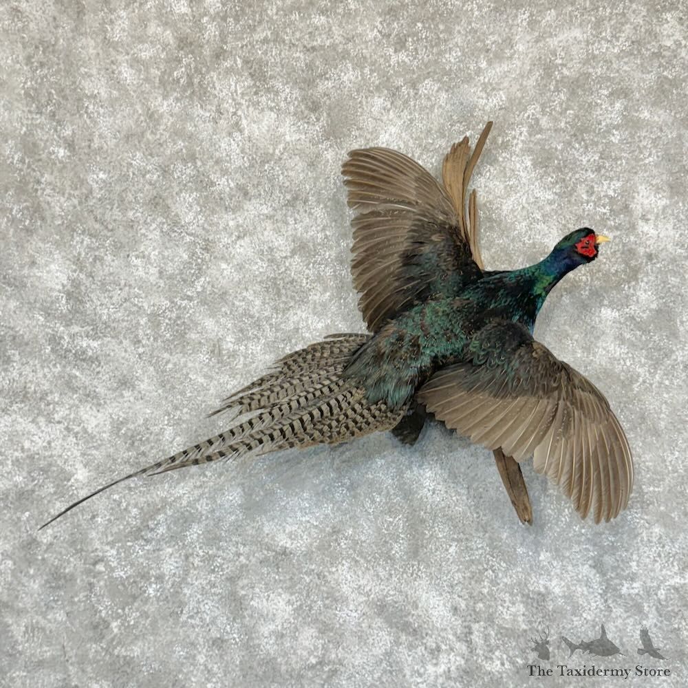 Black Pheasant Bird Mount For Sale #29185 @ The Taxidermy Store