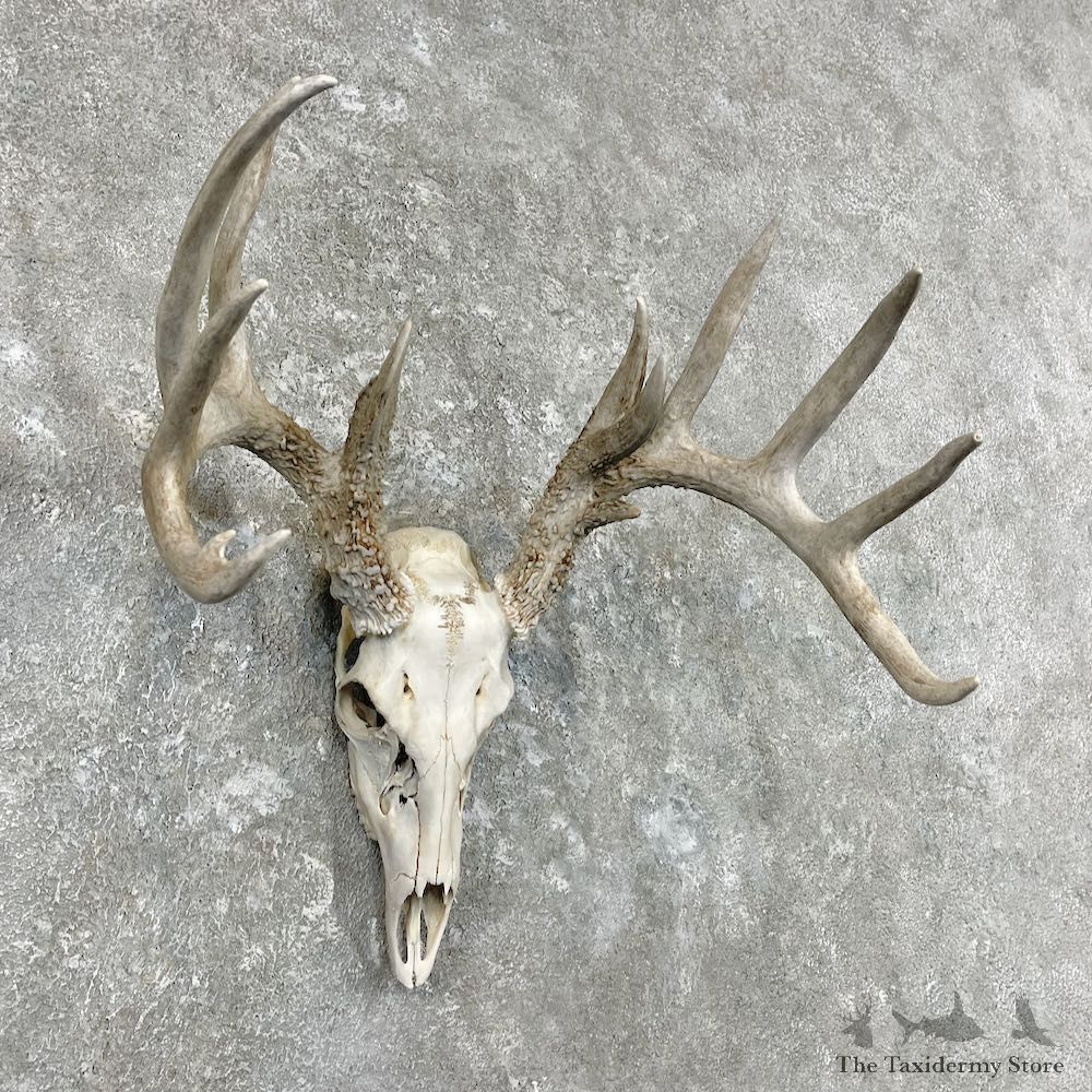 Whitetail Deer Skull European Mount For Sale #26896 @ The Taxidermy Store
