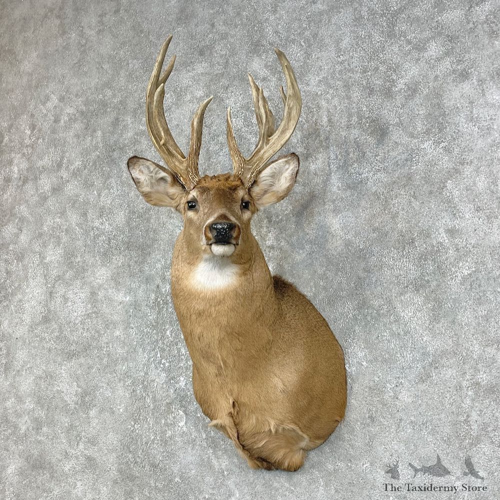 Whitetail Deer Taxidermy Shoulder Mount For Sale #25873 @ The Taxidermy Store
