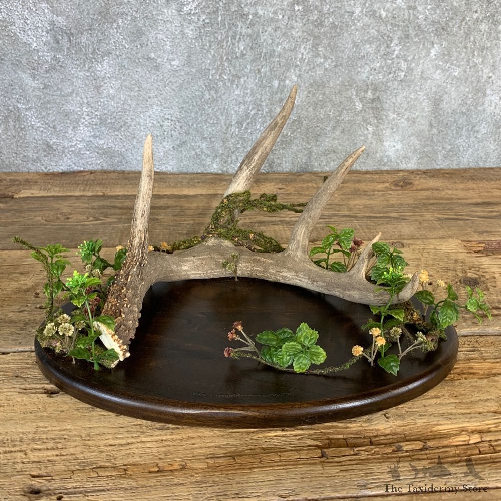 Walnut Table Centerpiece with Whitetail Deer Antler #21234 @ The Taxidermy Store