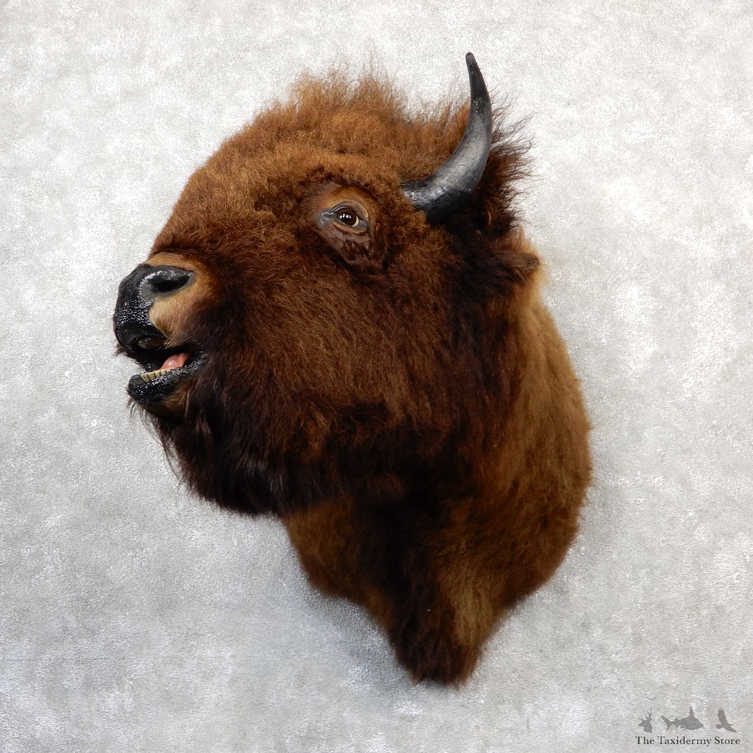 American Buffalo Shoulder Taxidermy Mount For Sale #19293 @ The Taxidermy Store