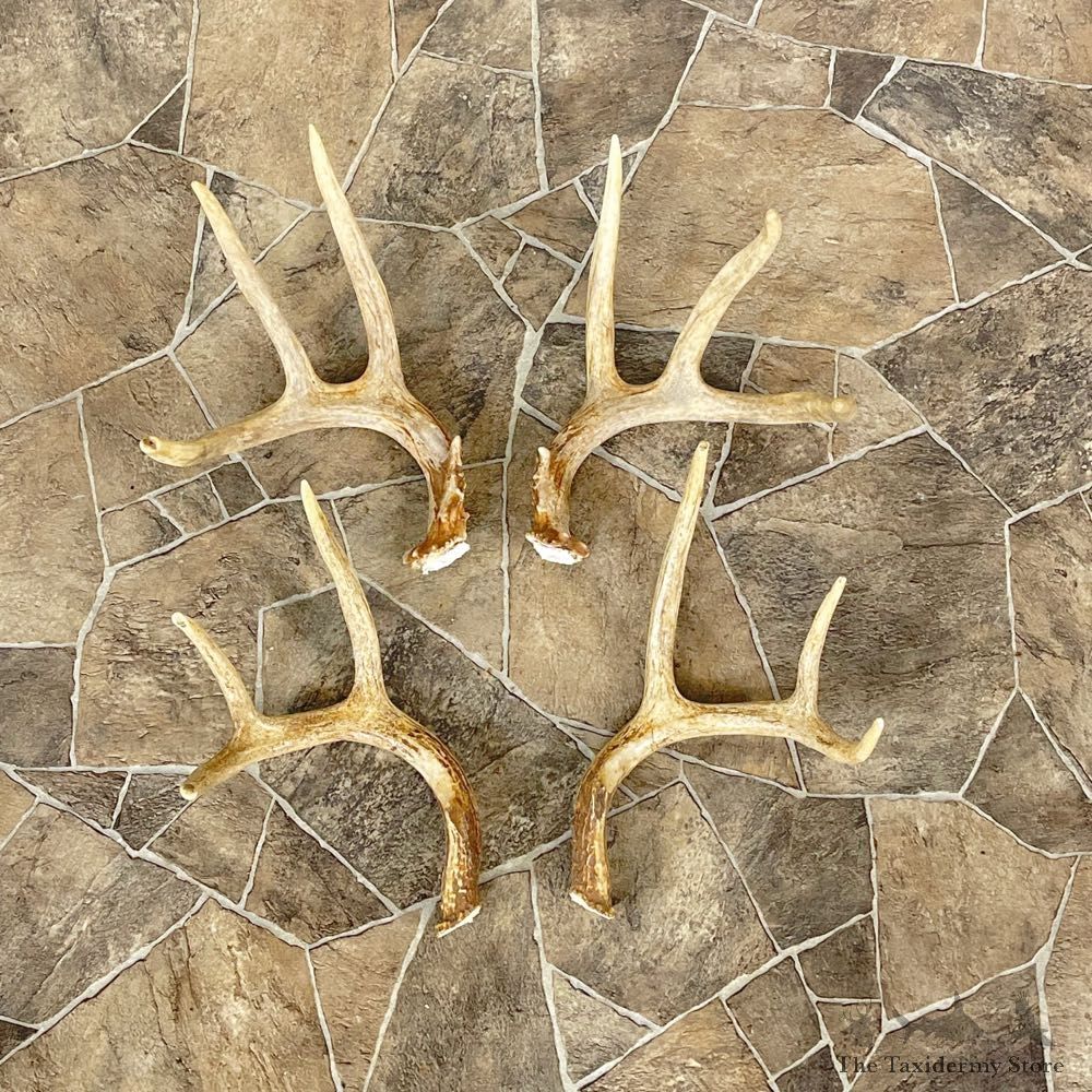 Whitetail Deer Antler Craft Pack For Sale #25107 @ The Taxidermy Store