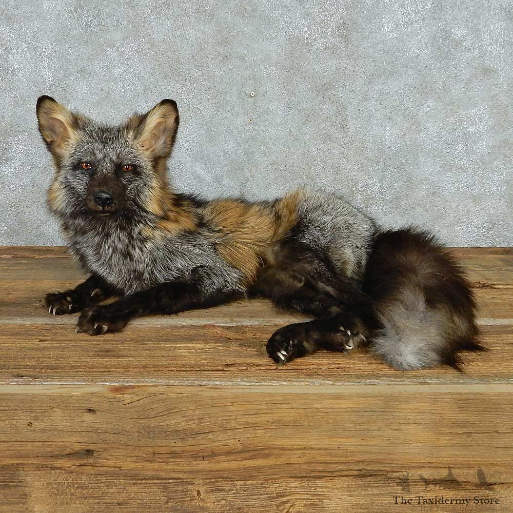 Laying Cross Fox Life Size Mount #13544 For Sale @ The Taxidermy Store