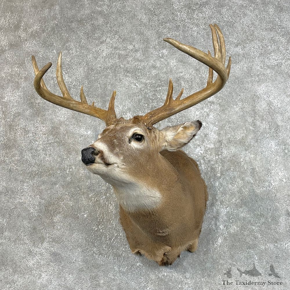 Whitetail Deer Shoulder Mount For Sale #25734 @ The Taxidermy Store