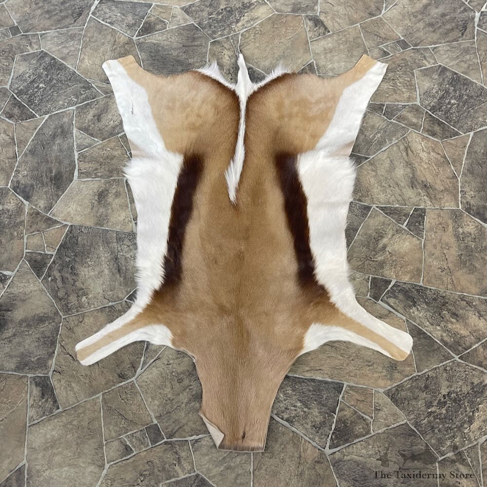 Springbok Taxidermy Hide For Sale #27895 @ The Taxidermy Store