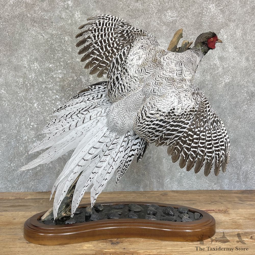 Silver/Ringneck Cross Pheasant Life-Size Mount #26445 For Sale @ The Taxidermy Store