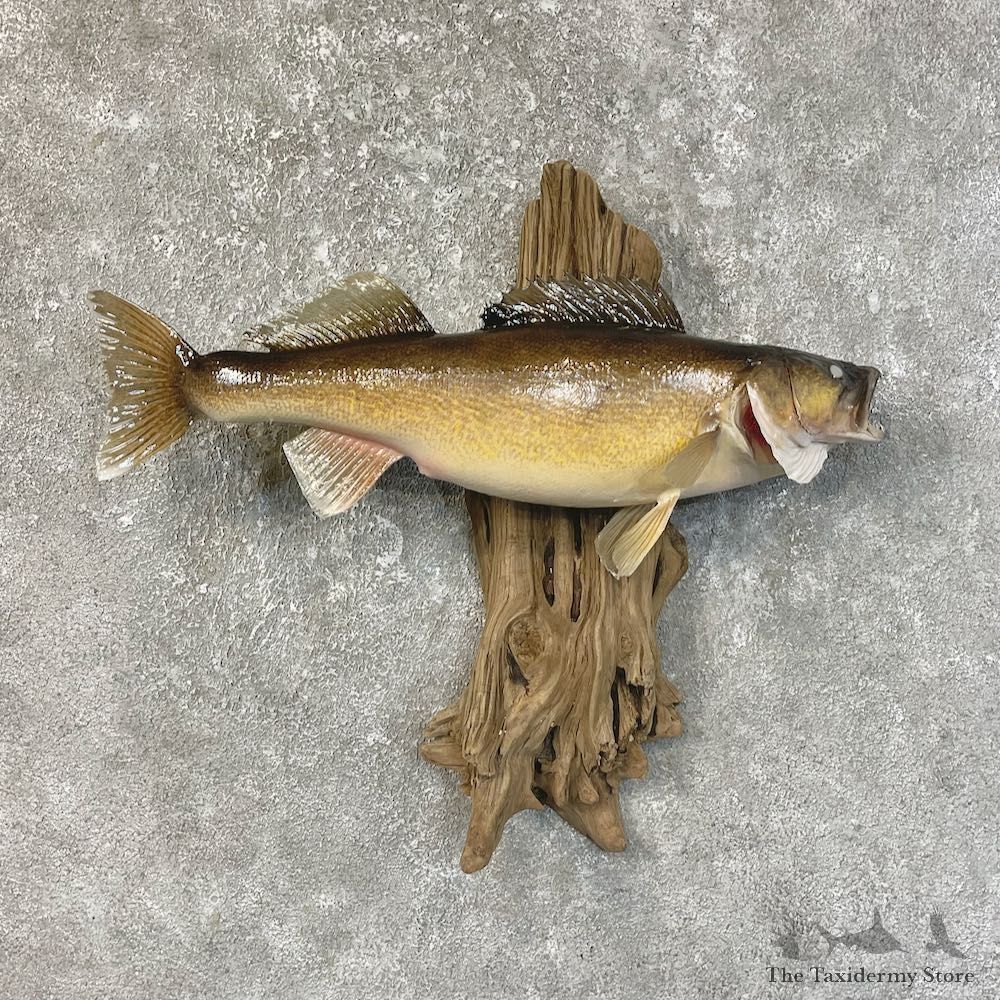 Walleye Taxidermy Fish Mount #25207 For Sale @ The Taxidermy Store