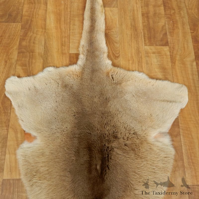 Kangaroo Hide Taxidermy Tanned Skin For Sale #17460 @ The Taxidermy Store