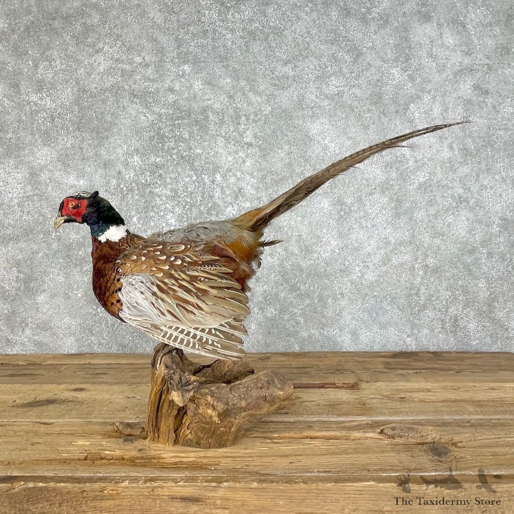 Ringneck Pheasant Bird Mount For Sale #25797 @ The Taxidermy Store