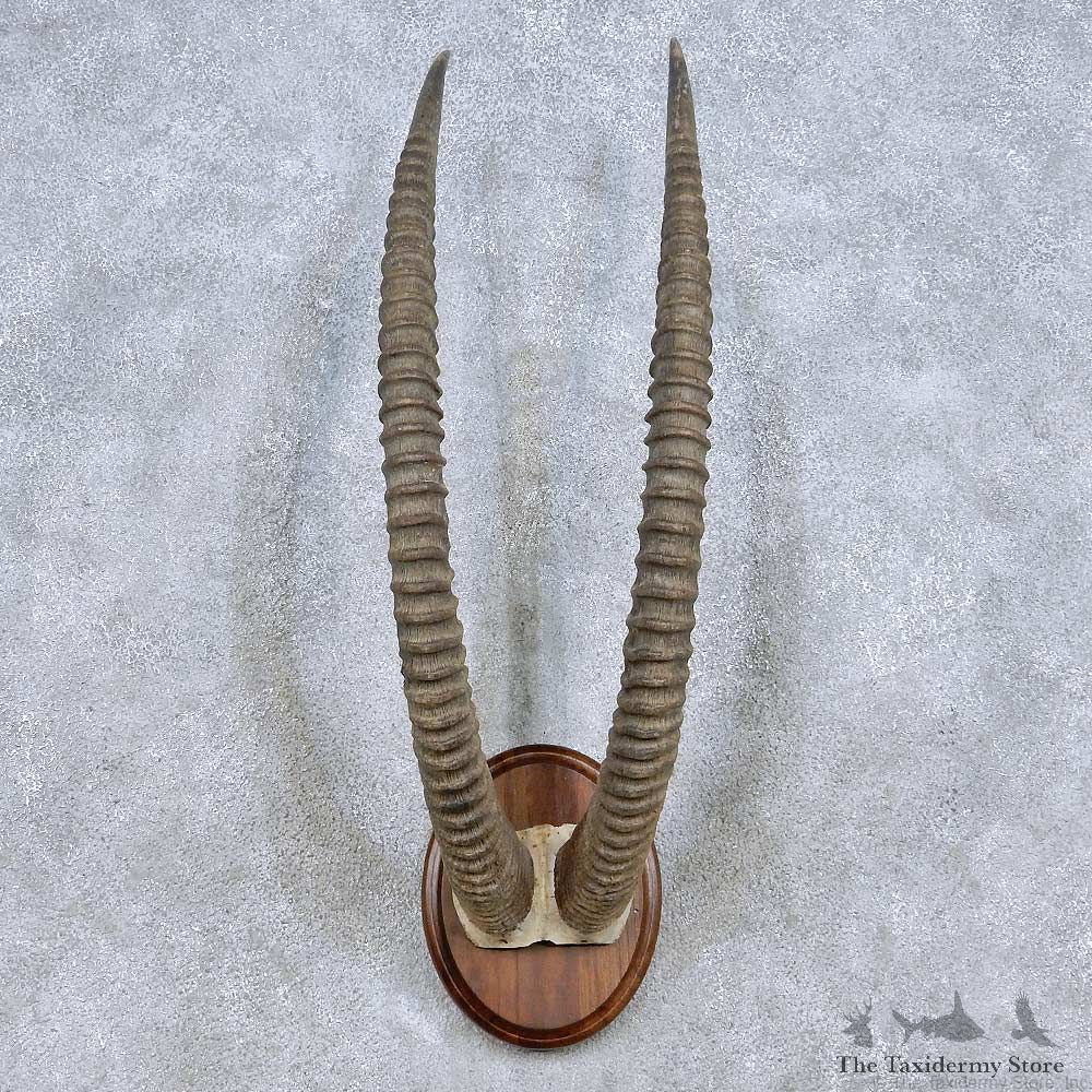 Sable Horn Plaque Taxidermy Mount For Sale #13996 @ The Taxidermy Store