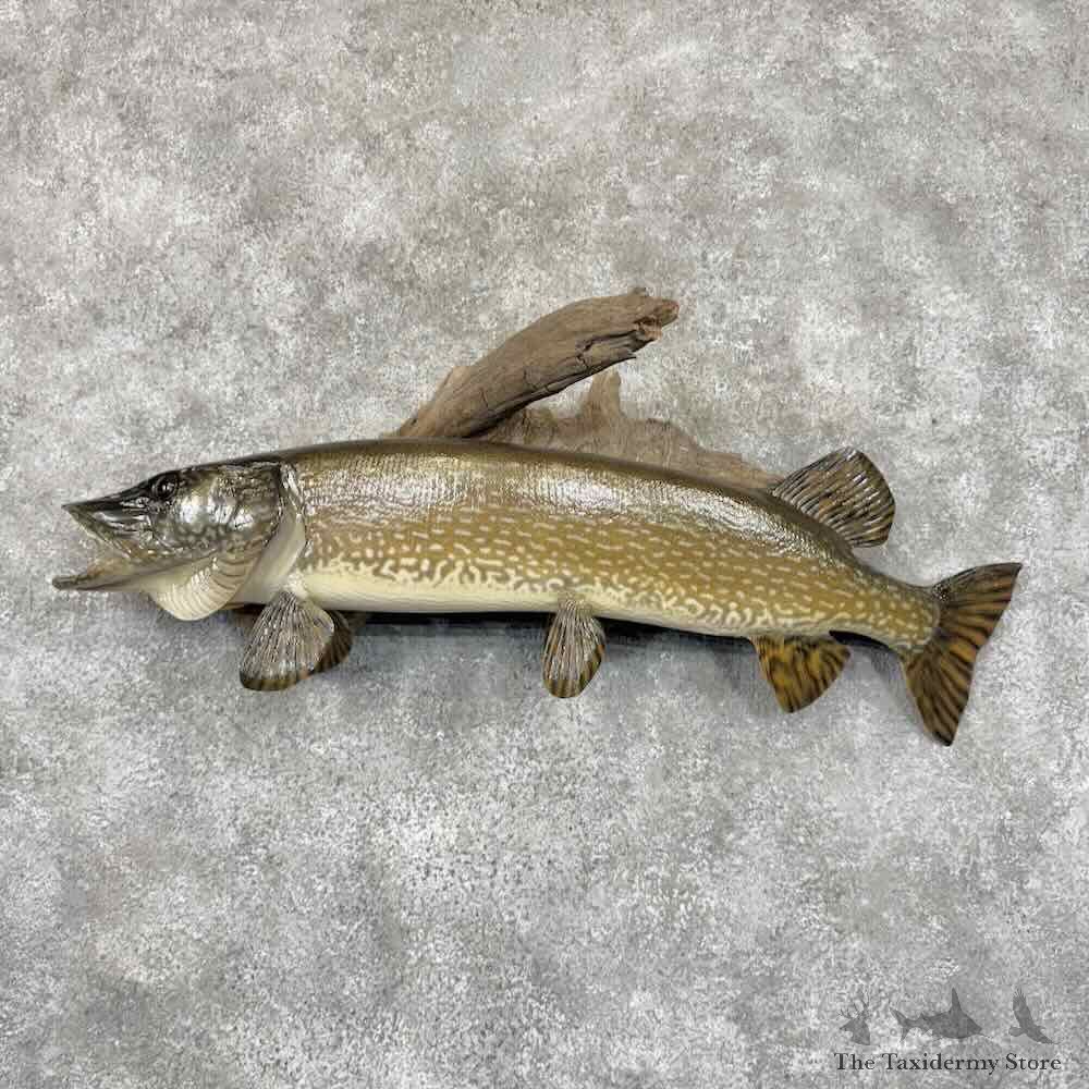 Northern Pike Fish Mount For Sale #30974 @ The Taxidermy Store