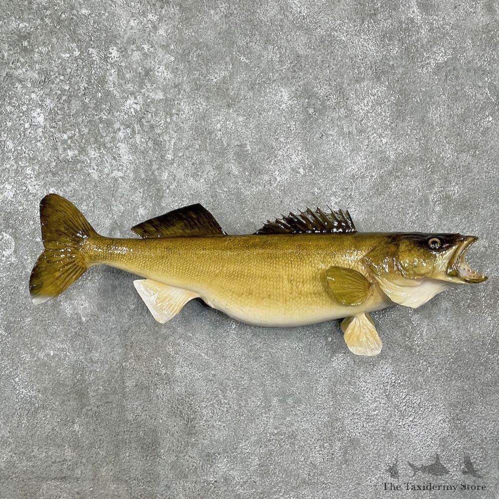 Walleye Taxidermy Fish Mount For Sale #25576 @ The Taxidermy Store