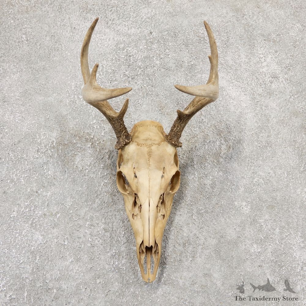 Whitetail Deer Skull European Mount For Sale #18962 @ The Taxidermy Store