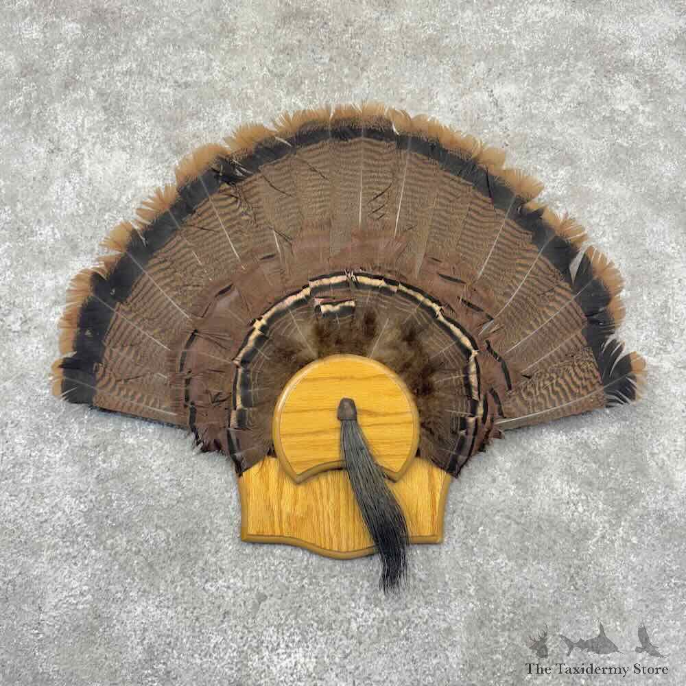 Eastern Wild Turkey Fan For Sale #32207 @ The Taxidermy Store