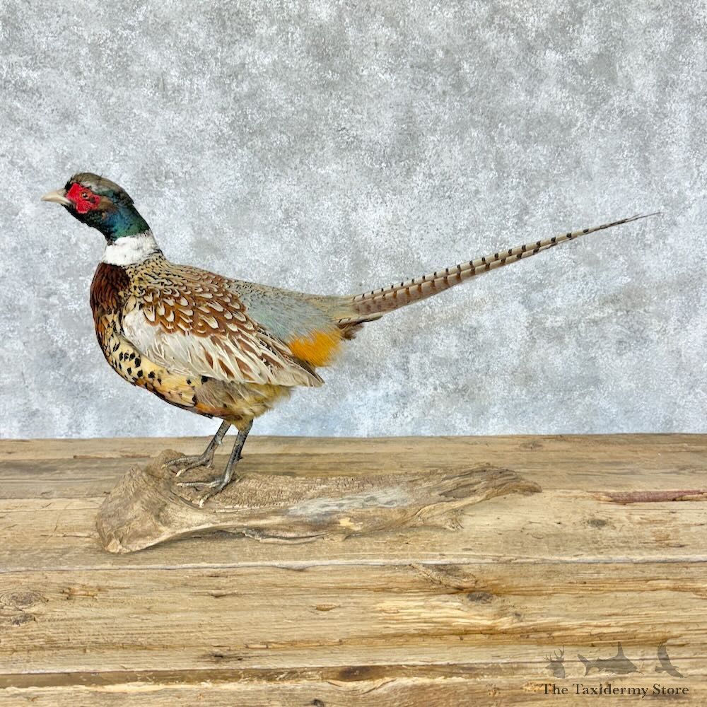 Ringneck Pheasant Bird Mount For Sale #29125 @ The Taxidermy Store