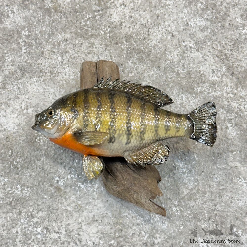 Bluegill Fish Mount For Sale #30277 @ The Taxidermy Store