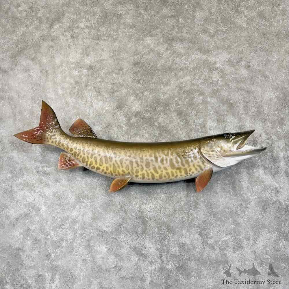 Reproduction Muskellunge Fish Mount For Sale #30767 @ The Taxidermy Store