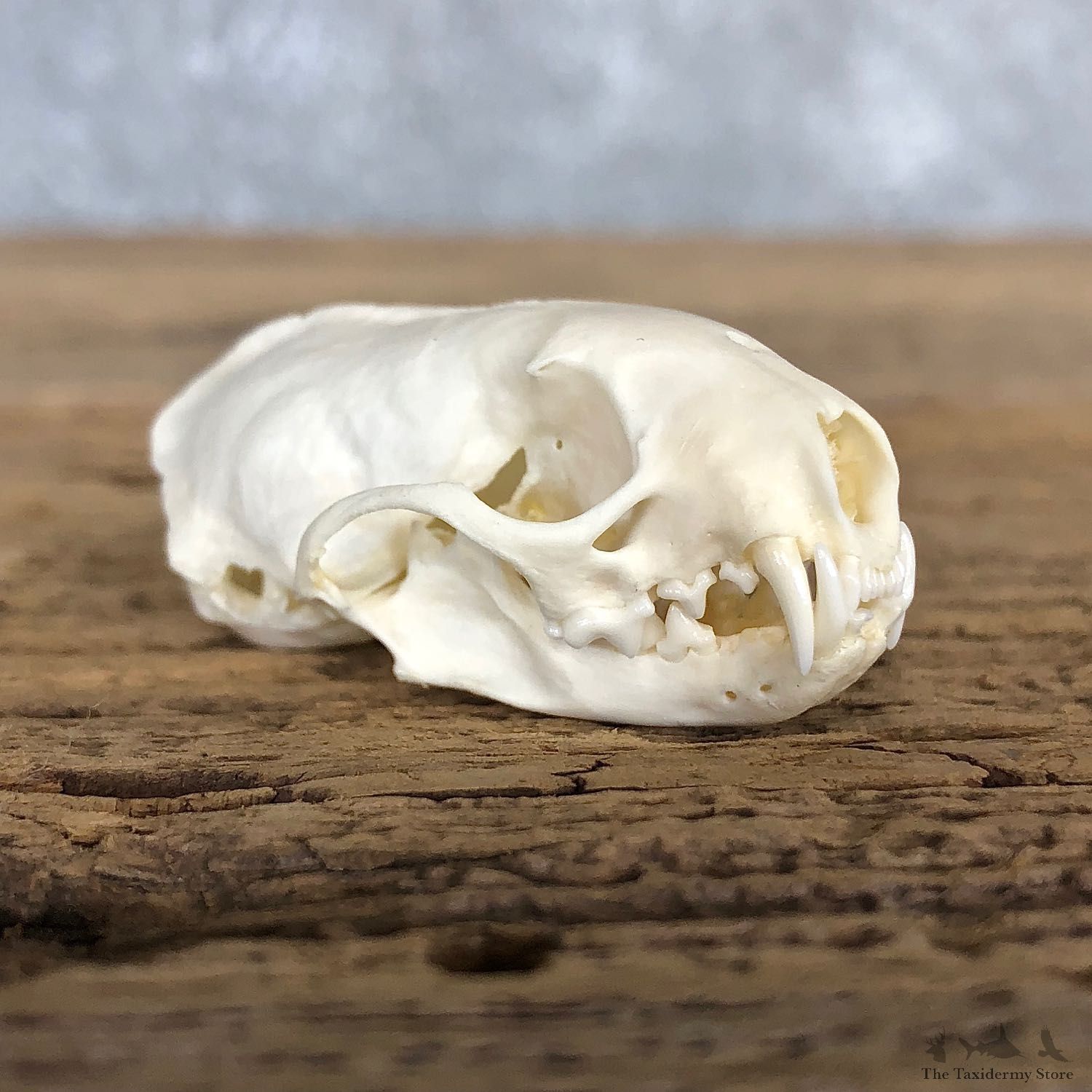 Weasel Full Skull Taxidermy Mount For Sale #19829 @ The Taxidermy Store