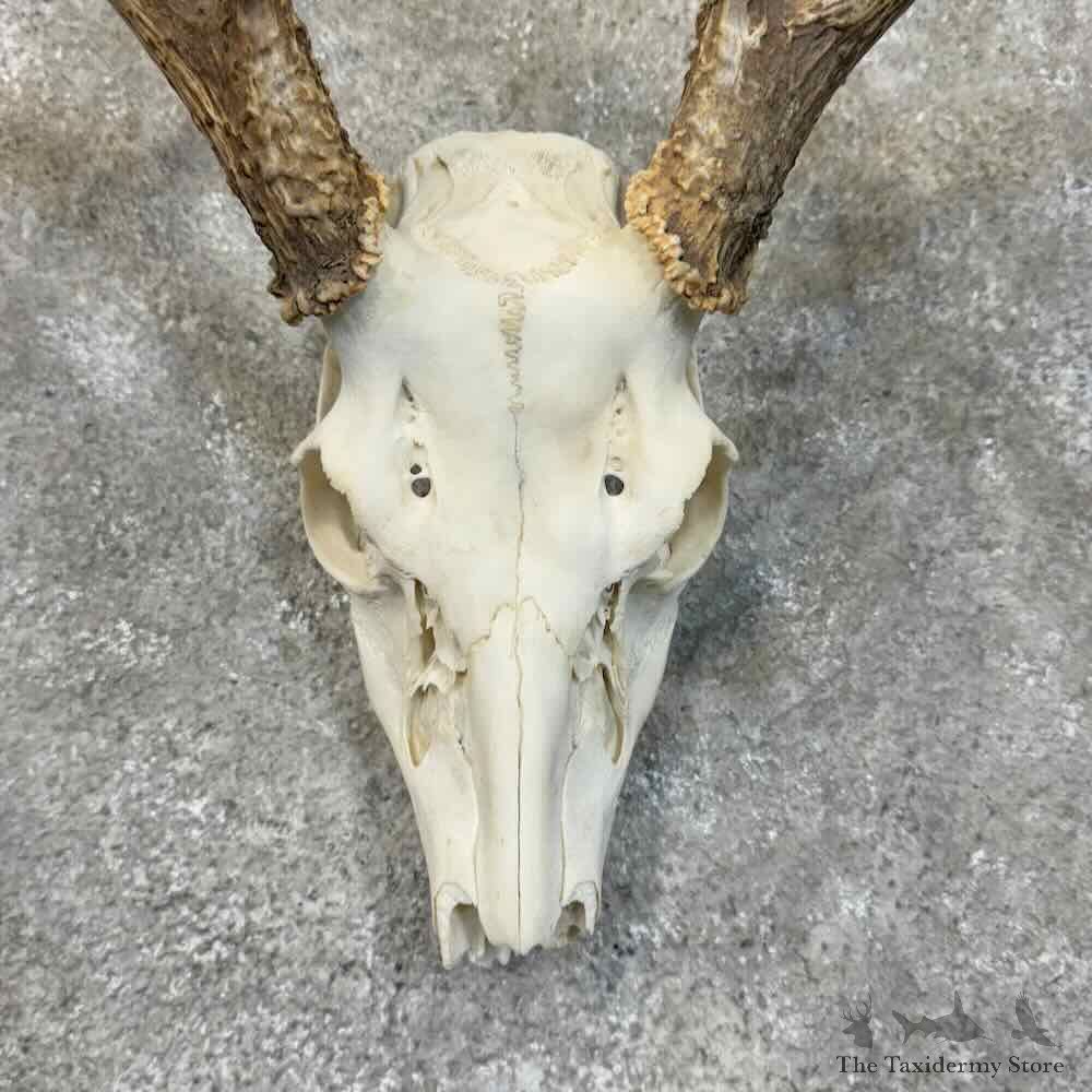 Whitetail Deer Skull European Mount For Sale #30529 @ The Taxidermy Store