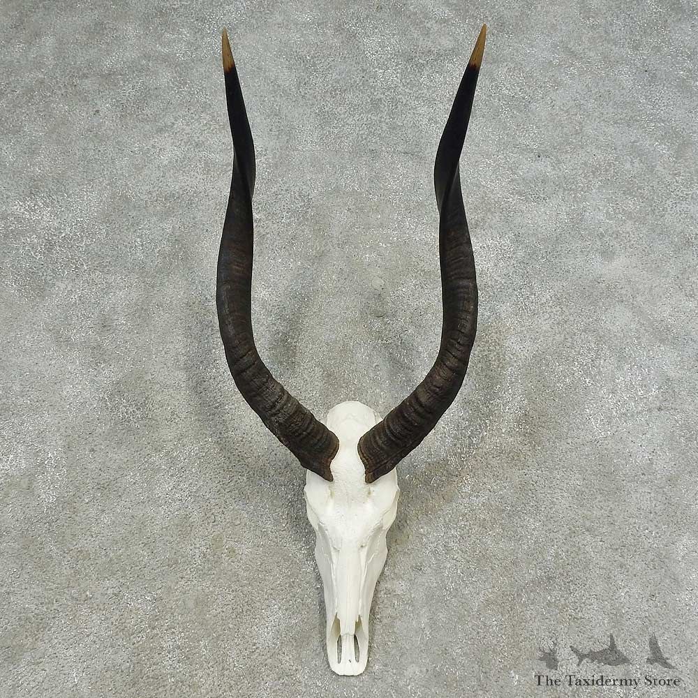 African Nyala Skull European Mount For Sale #16629 @ The Taxidermy Store