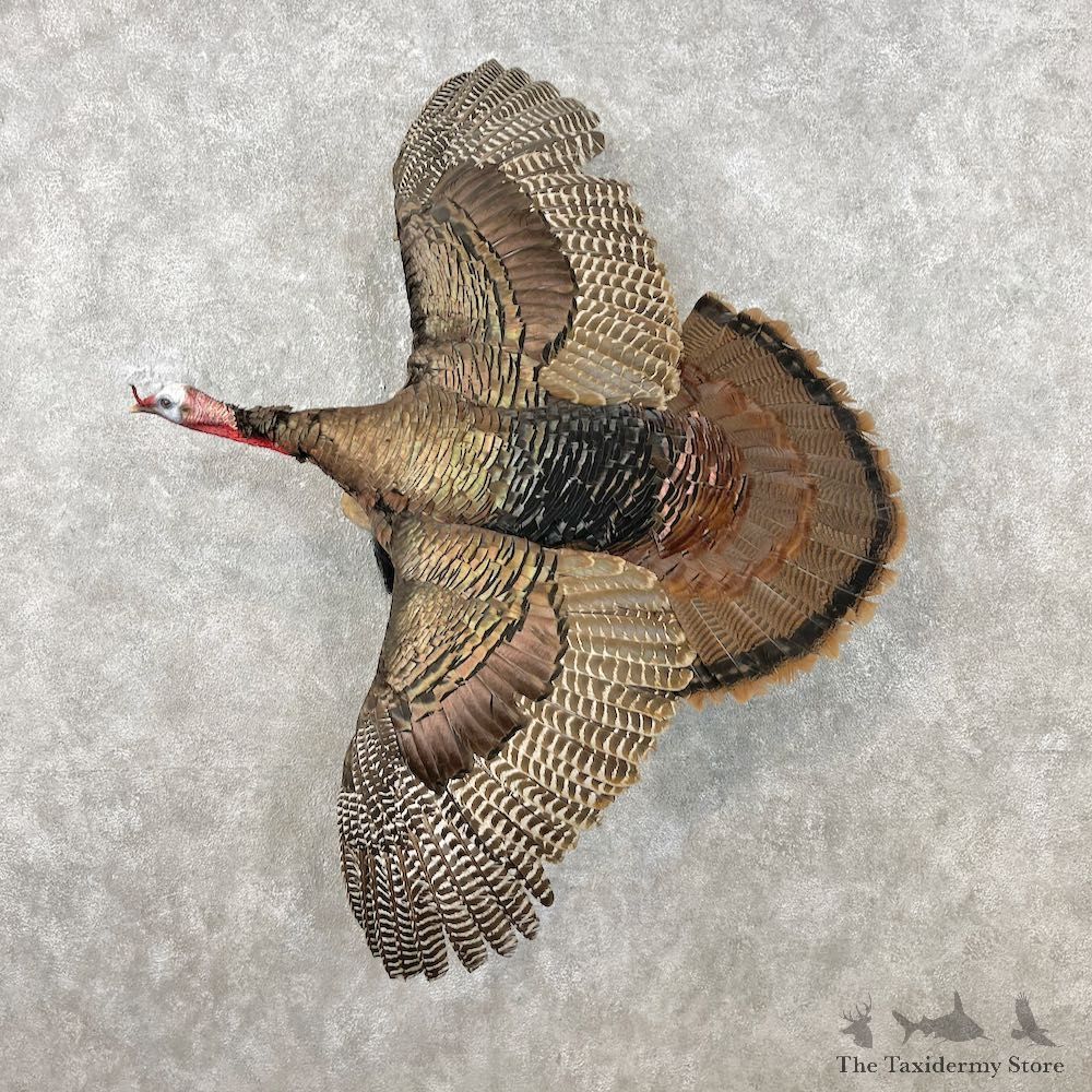 Eastern Turkey Bird Mount For Sale #26843 @ The Taxidermy Store