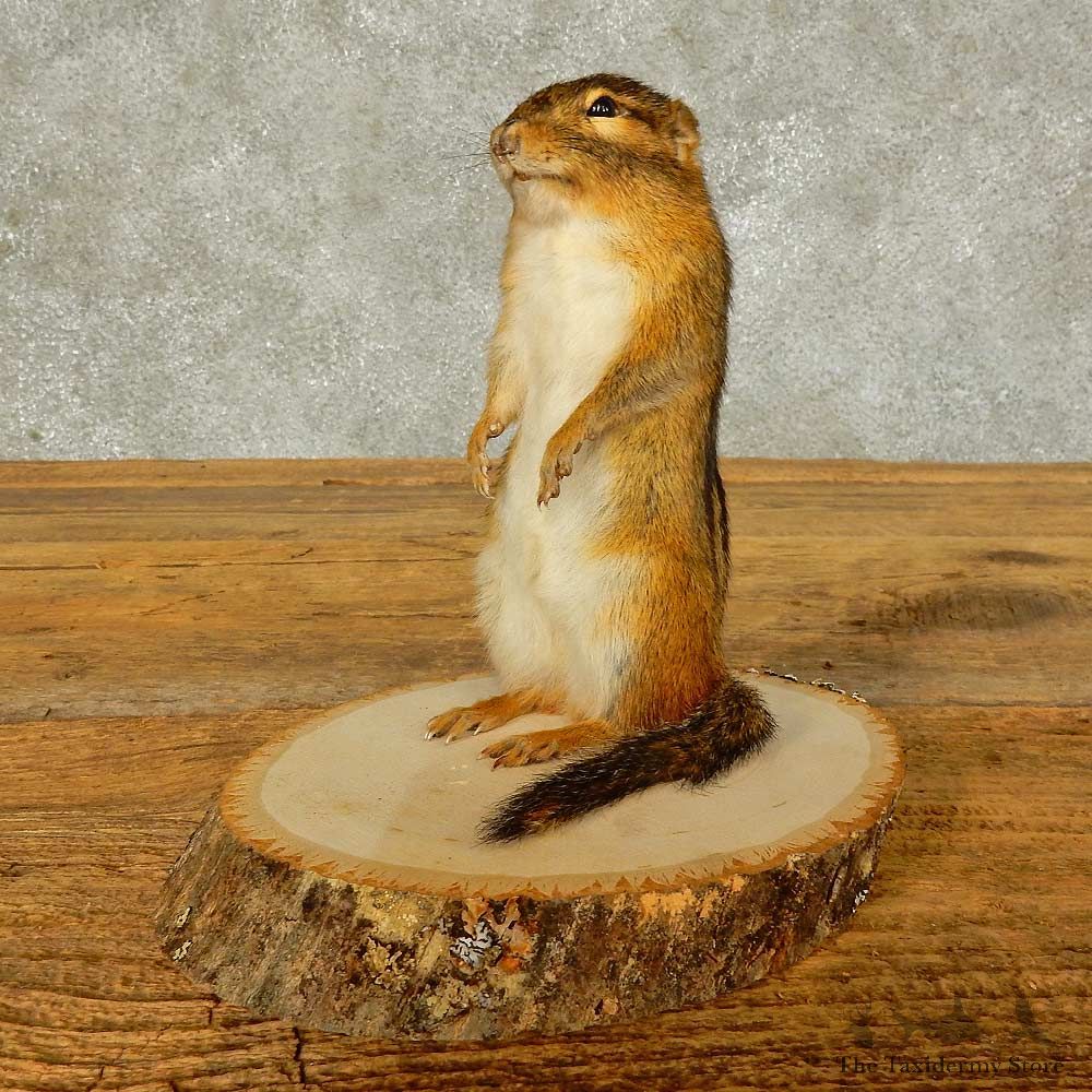 Chipmunk Life-Size Mount For Sale #16327 @ The Taxidermy Store