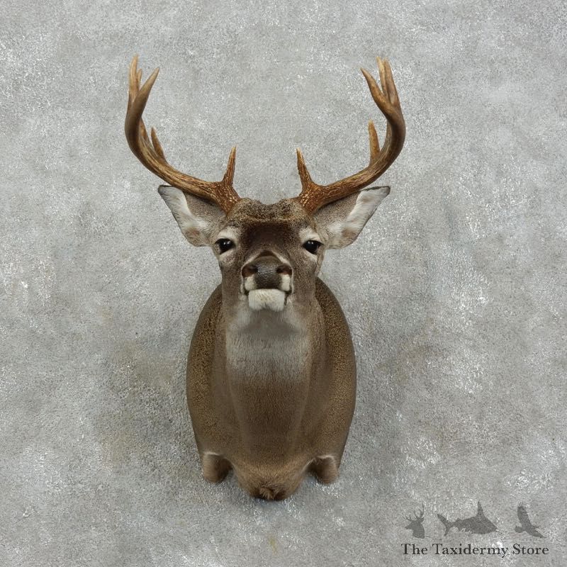Whitetail Deer Shoulder Mount For Sale #17513 @ The Taxidermy Store