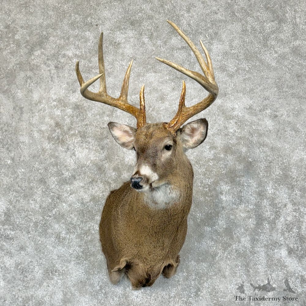 Whitetail Deer Shoulder Mount For Sale #29405 - The Taxidermy Store