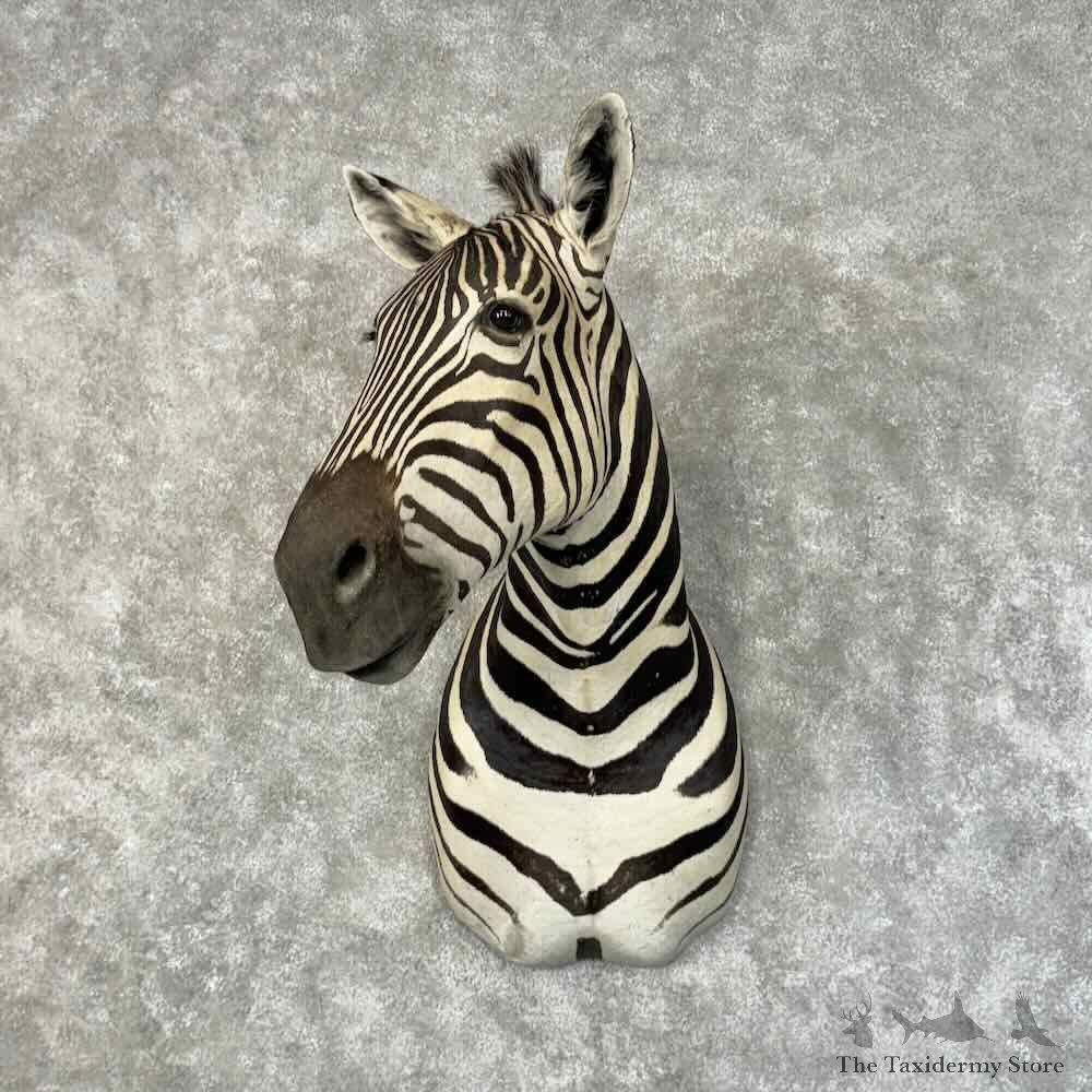 African Plains Zebra Shoulder Mount For Sale #31237 @ The Taxidermy Store