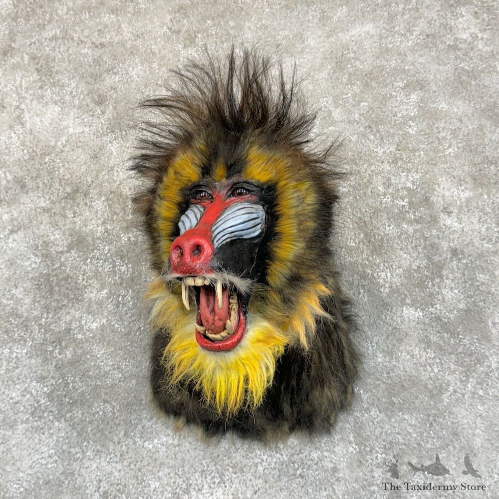 Reproduction Mandrill Baboon Shoulder Mount For Sale #29214 @ The Taxidermy Store