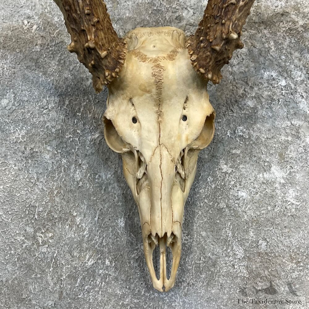 Whitetail Deer Skull European Mount For Sale #27332 @ The Taxidermy Store
