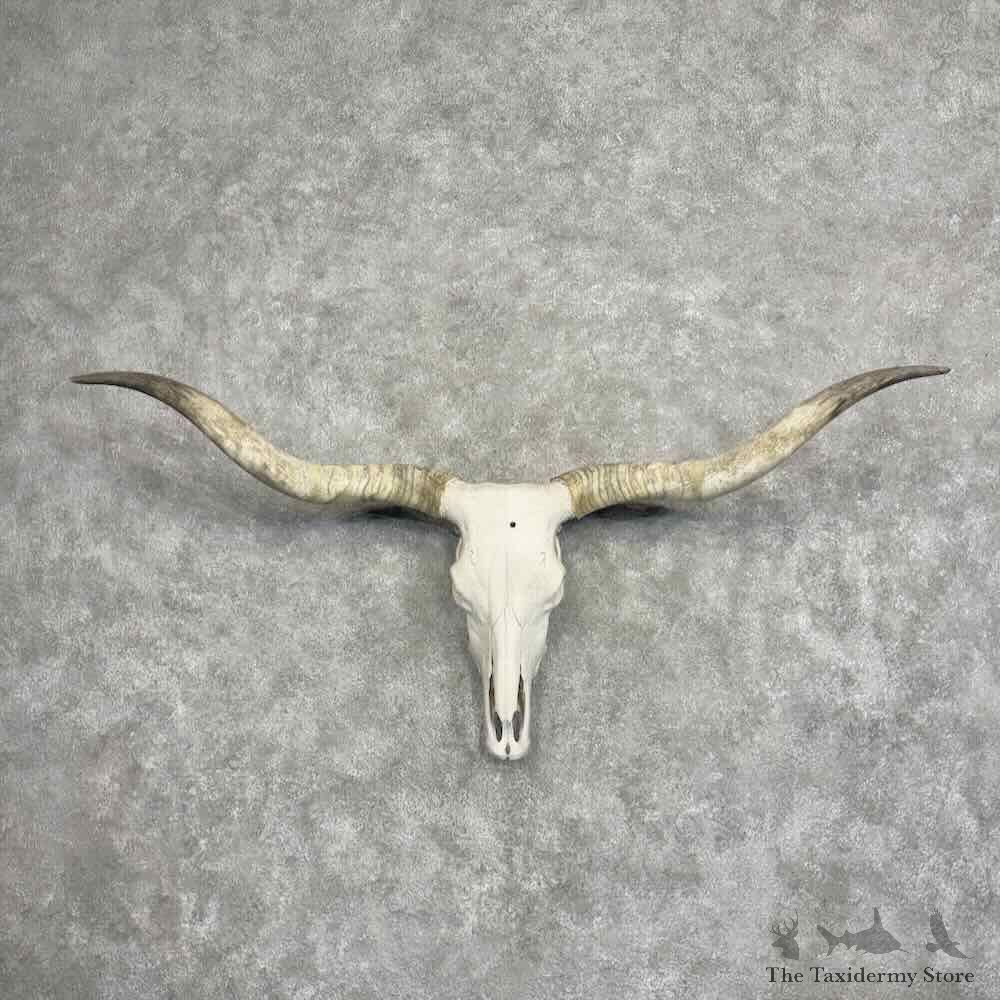 Longhorn Steer Skull European Mount For Sale #32197 @ The Taxidermy Store