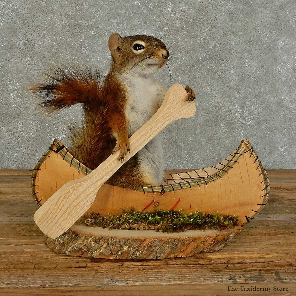Canoe Squirrel Novelty Mount For Sale #15964 @ The Taxidermy Store