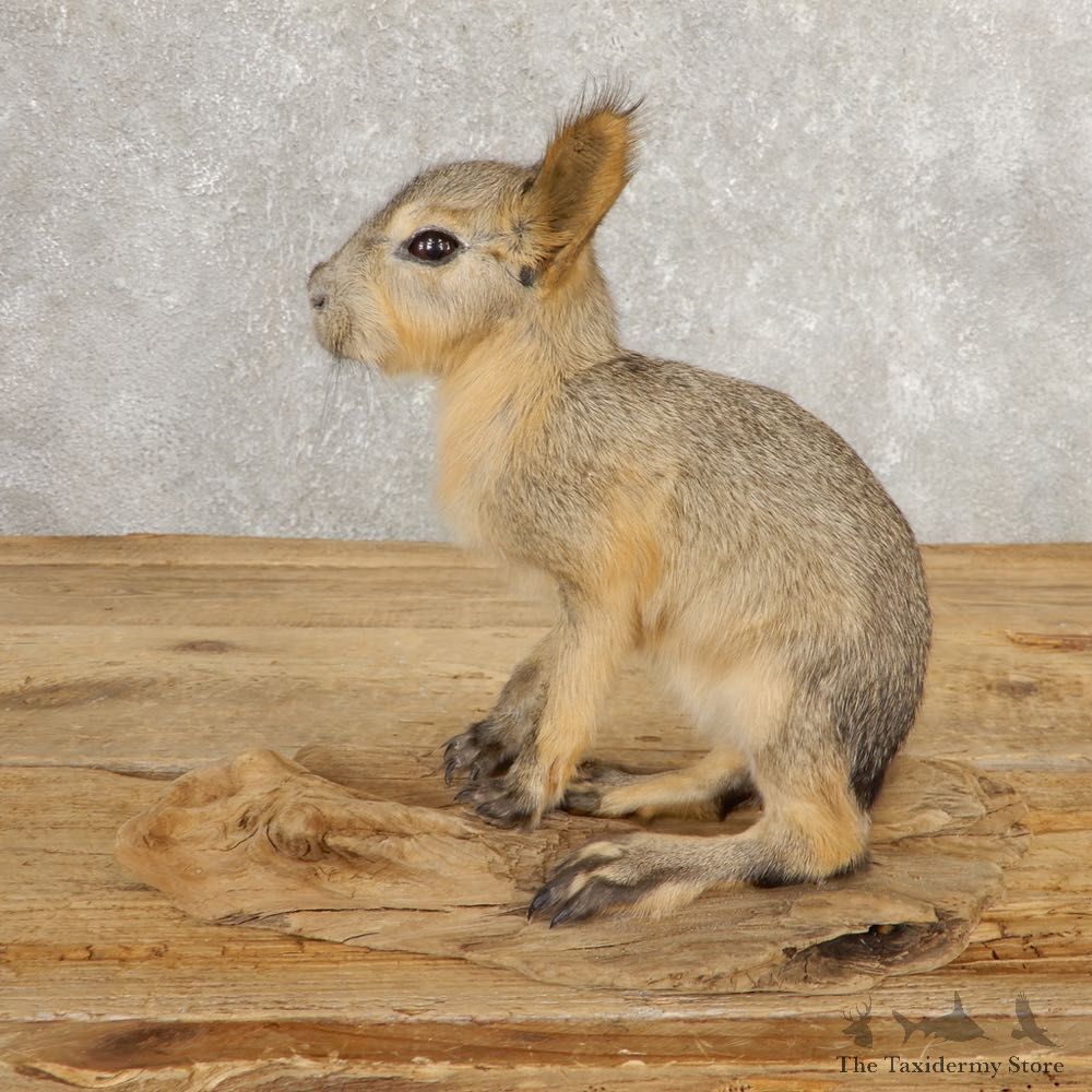 Patagonian Cavy Taxidermy Mount For Sale #21032 @ The Taxidermy Store