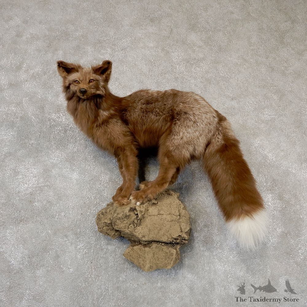 Cross Fox Life-Size Taxidermy Mount #18871 For Sale @ The Taxidermy Store