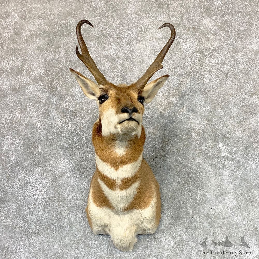 Pronghorn Antelope Shoulder Mount For Sale #22985 @ The Taxidermy Store