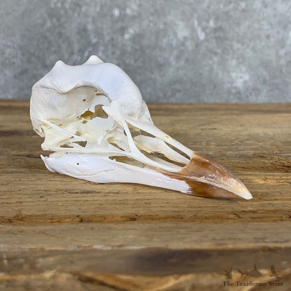 African Crowned Crane Skull Mount For Sale #23036 @ The Taxidermy Store