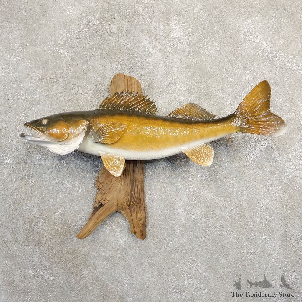 Walleye Taxidermy Fish Mount #20841 For Sale @ The Taxidermy Store