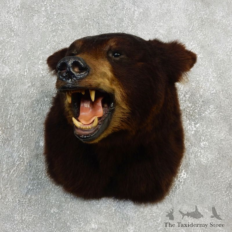 Black Bear Shoulder Taxidermy Head Mount For Sale #17753 @ The Taxidermy Store