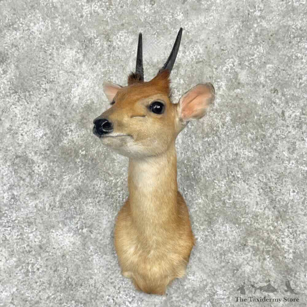 Natal Red Duiker Shoulder Mount For Sale #31720 @ The Taxidermy Store
