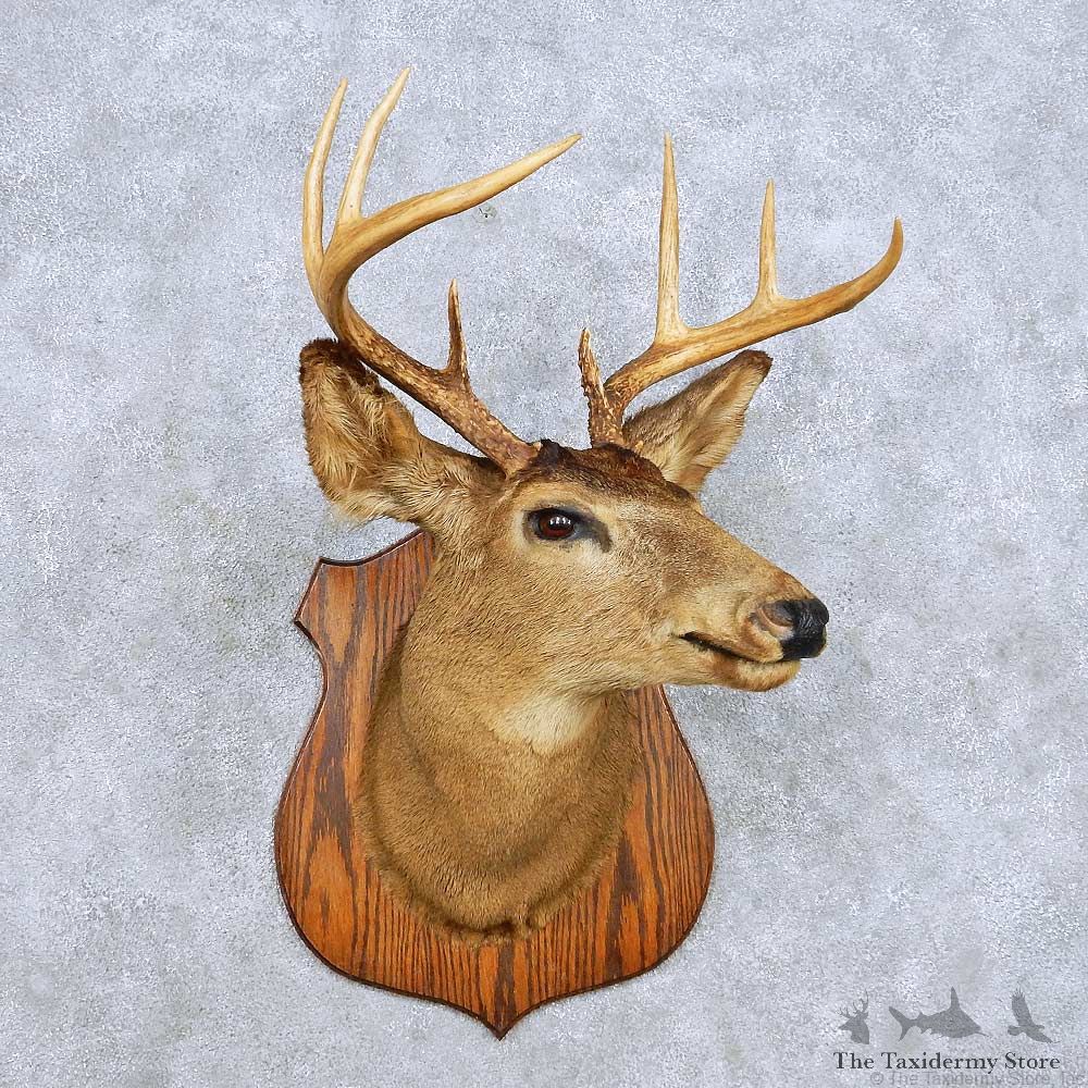 Whitetail Deer Head Taxidermy Mount For Sale #14116 @ The Taxidermy Store