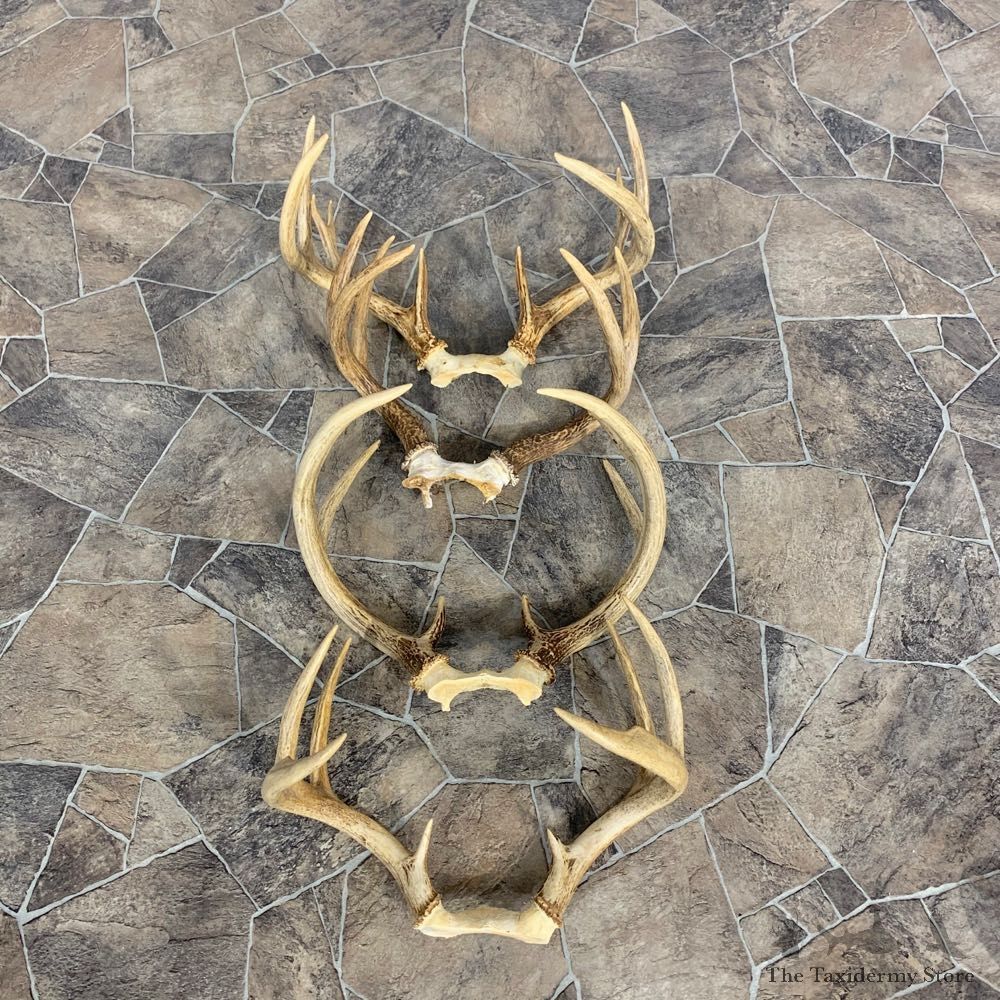 Whitetail Deer Antler Craft Pack For Sale #23016 @ The Taxidermy Store