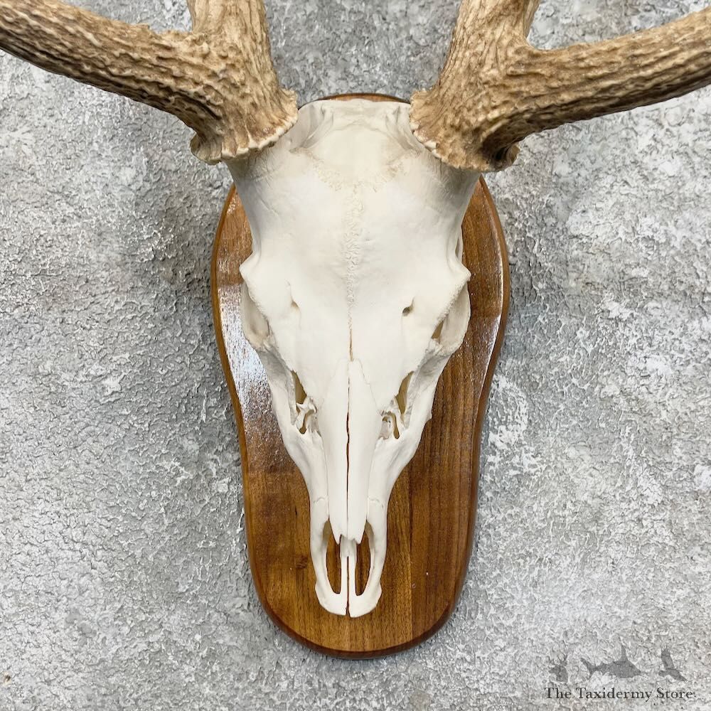 Axis Deer Skull Plaque Mount For Sale #27490 @ The Taxidermy Store