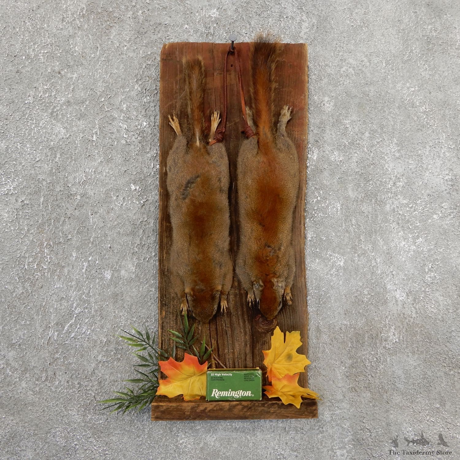 Captain's Classic Red Squirrel Display Taxidermy Mount #19744 For Sale @ The Taxidermy Store