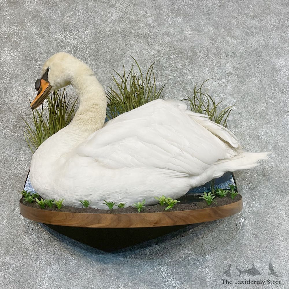 Mute Swan Life Size Taxidermy Mount #25436 For Sale @ The Taxidermy Store